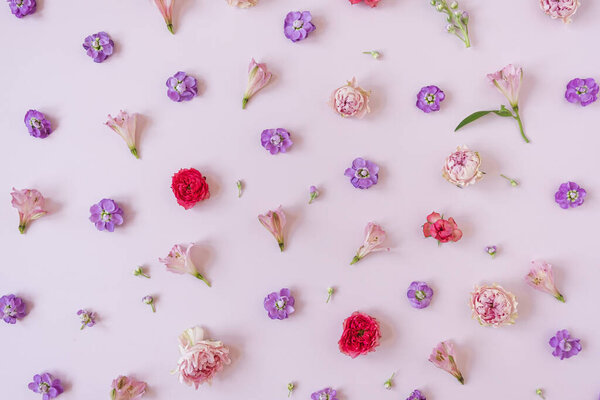 Aesthetic background with colourful red and pink rose flowers on pink background. Beautiful floral composition