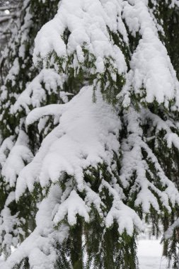 Ormanda karla kaplı ağaç dallarıyla manzara. Huzurlu doğa sahnesi