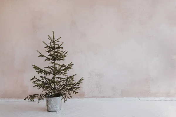 Aesthetic Minimalist Christmas Concept Spruce Fir Tree Vintage Bucket Neutral — Stock Photo, Image