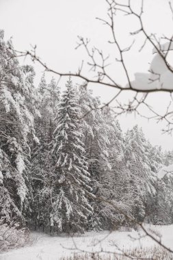 Ormanda karla kaplı ağaçlar