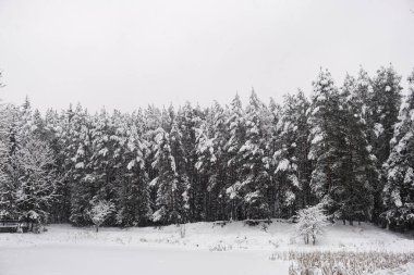 Kar altında ağaçlar olan kış ormanı manzarası. Huzurlu açık hava sahnesi