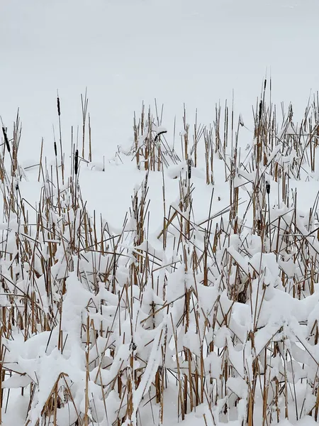 Grama Debaixo Neve Paisagem Natural Mínima — Fotografia de Stock