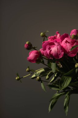 Siyah arka planda pembe şakayık çiçekleri. Minimalist zarif çiçek kompozisyonu