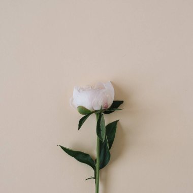 Tarafsız bej arkaplanda beyaz şakayık çiçeği