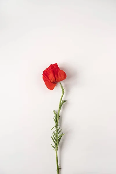 Hermosa Flor Amapola Roja Sobre Fondo Blanco Concepto Floral Minimalista — Foto de Stock