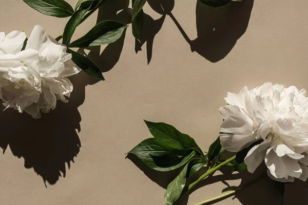 Elegáns Fehér Bazsarózsa Virágok Napfénnyel Árnyékok Semleges Bézs Háttérrel Lapos — Stock Fotó