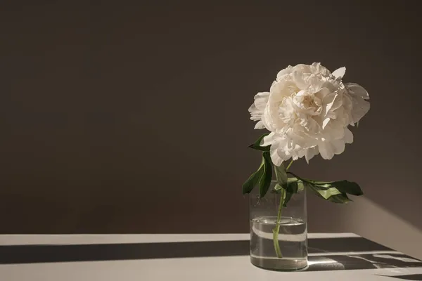 美感的豪华波希米亚花的构图 优雅柔和的白牡丹花投射出阳光的影子 — 图库照片