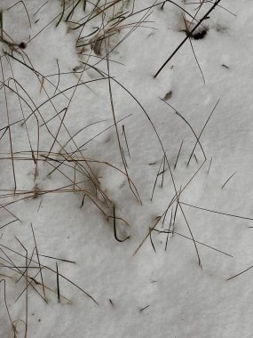 Tarlada karla kaplı çimenler