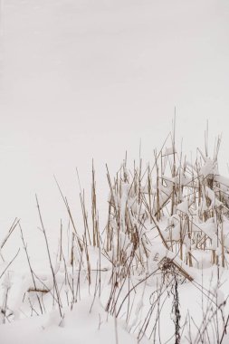 Tarlada karla kaplı çimenler