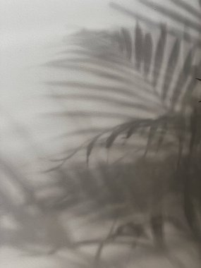 Tropik palmiye, nötr duvarda güneş ışığı gölgesi bırakır. Estetik minimalist çiçek arkaplanı