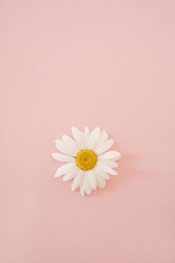 Papatya çiçeği tomurcuğu pastel, zarif pembe arka planda. Düz konum, üst görünüm minimal çiçek bileşimi