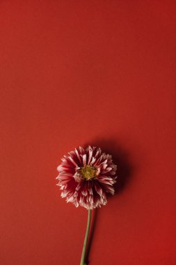 Kırmızı arkaplanda kırmızı yıldız çiçeği