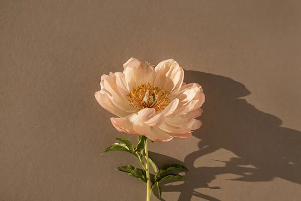 Elegant peachy peony flower on tan brown background. Minimalist aesthetic bohemian still life floral composition