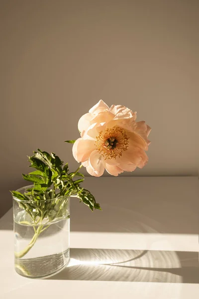 Aesthetic luxury flowers composition. Elegant delicate peach peony flower in glass vase casting sunlight shadow on white table