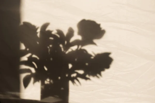 Flores Peônia Buquê Sombra Luz Solar Fundo Bege Neutro Composição — Fotografia de Stock