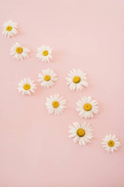 Tarafsız pembe arka planda güzel papatya çiçeği