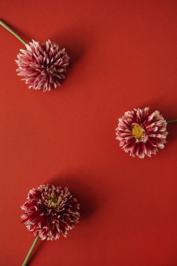 Kırmızı arka planda boş kopya alanı olan zarif kırmızı yıldız çiçeği çelengi. Düz yatak, üst görünüm markası, blog, web sitesi, sosyal medya şablonu