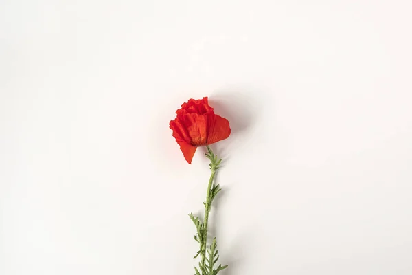 Fiore Papavero Rosso Estetico Sfondo Bianco — Foto Stock