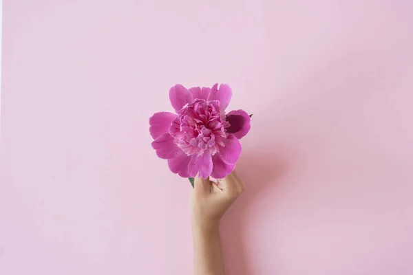 Mano Femenina Sosteniendo Flor Peonía Rosa Sobre Fondo Rosa Concepto — Foto de Stock