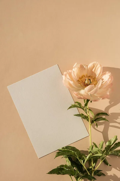 Blank paper card with copy space, peony flower with sunlight shadows on peach background. Top view, flat lay minimalist aesthetic luxury bohemian business branding concept