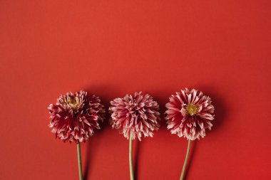 Kırmızı arka planda güzel yıldız çiçekleri. Minimalist çiçek kompozisyonu. Sevgililer Günü, Anneler Günü tatili konsepti