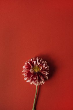 Kırmızı arka planda, kopyalanmış Dahlia çiçeği. Minimalist basitlik düzlüğü, üst görünüm çiçek kompozisyonu