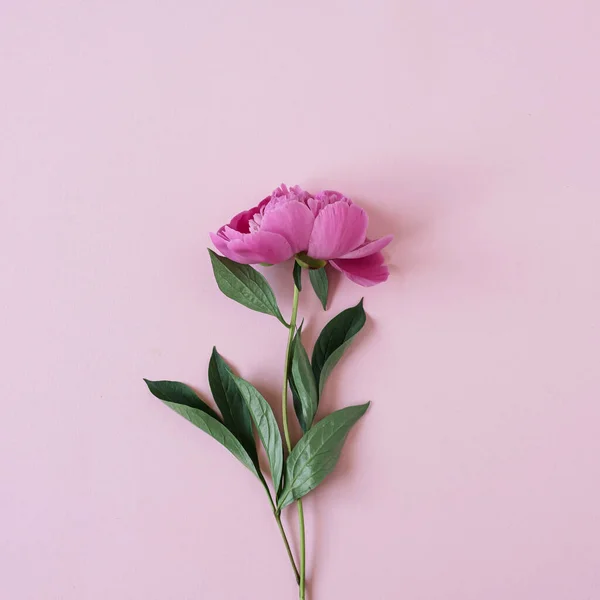 Elegante Flor Peonía Rosa Sobre Fondo Rosa Pastel Puesta Plana — Foto de Stock