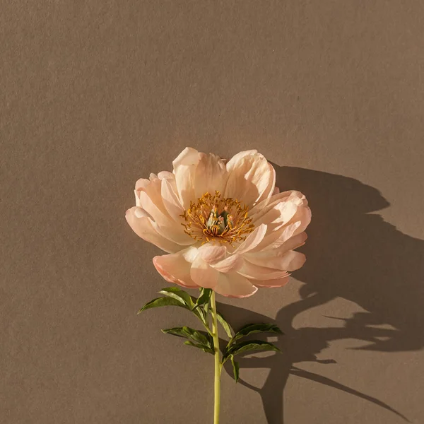 Delicate beige peony flower with aesthetic sunlight shadows on neutral tan brown background