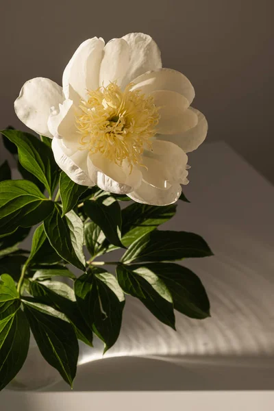 Κομψό Λευκό Παιώνι Λουλούδι Στη Σκιά Του Ήλιου Σκούρο Φόντο — Φωτογραφία Αρχείου