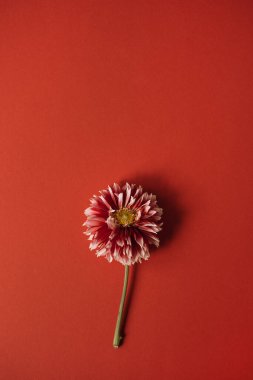 Kırmızı arka planda zarif kırmızı yıldız çiçeği. Düz, üst görünüm narin minimalist çiçek kompozisyonu