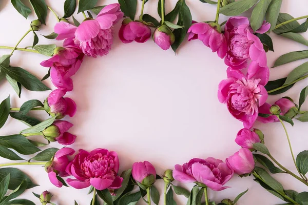 Çiçek kompozisyonu. Pembe arka planda pembe şakayık çiçeklerinden çelenk. Düz konum, üst görünüm, kopyalama alanı. Estetik Sevgililer Günü, Anneler Günü modelleme şablonu