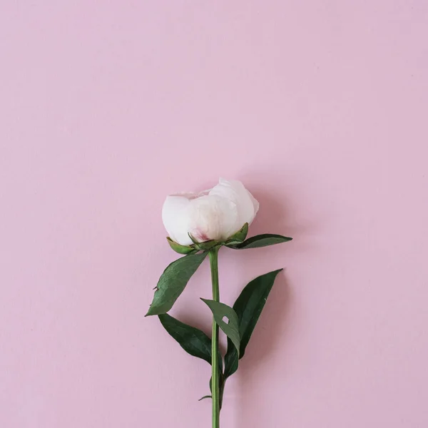 Delicado Elegante Flor Peônia Branca Fundo Rosa Pastel Neutro Com — Fotografia de Stock