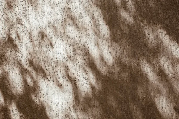 Aesthetic Sunlight Shadow Tree Leaves Neutral Beige Wall Background — Stock Photo, Image