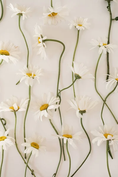 Όμορφο Σχέδιο Χαμομηλιού Μαργαρίτα Λουλούδι Λευκό Φόντο Μινιμαλιστικό Floral Concept — Φωτογραφία Αρχείου