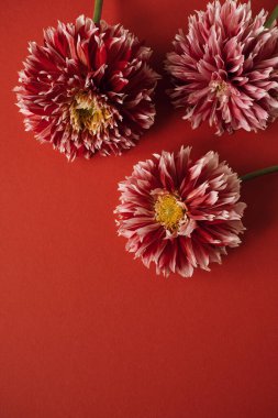 Kırmızı arka planda güzel yıldız çiçekleri. Minimalist çiçek kompozisyonu. Sevgililer Günü, Anneler Günü tatili konsepti