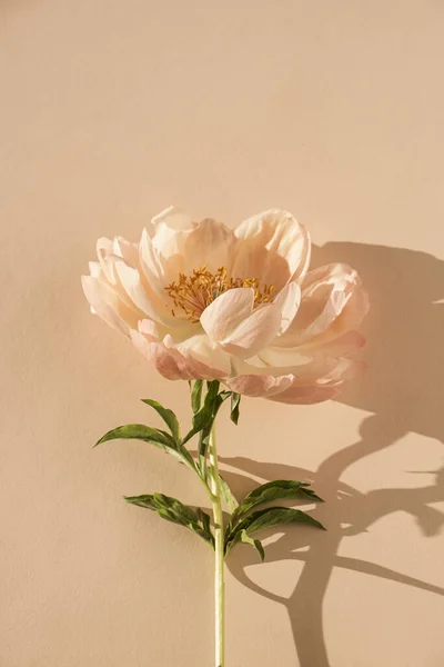Finom Bézs Bazsarózsa Virág Napfény Árnyékok Semleges Bézs Barackos Háttér — Stock Fotó
