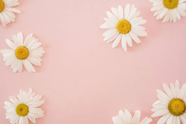 Abstract Floral Background Chamomile Flower Buds Pink Background Copy Space — стоковое фото