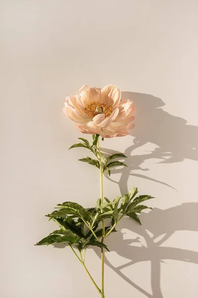 Elegant aesthetic peony flower with sunlight shadows on white background
