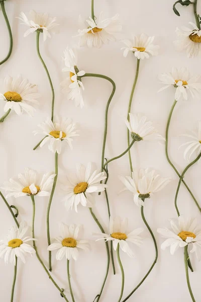 Chamomile Flowers Pattern White Background — 스톡 사진