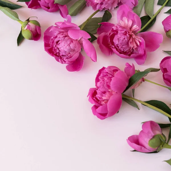 Pink Peony Flowers Pastel Pink Background — стоковое фото