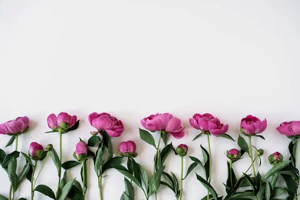 Elegant Rosa Pion Blommor Linje Vit Bakgrund Med Kopia Utrymme — Stockfoto