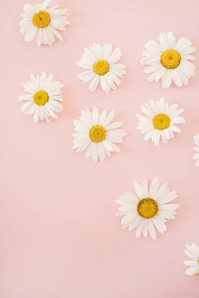 Beautiful Daisy Flowers Neutral Pink Background — стоковое фото