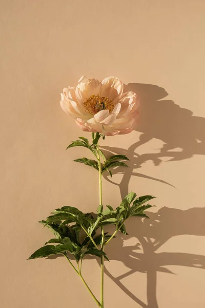 Bazsarózsa Virág Semleges Pasztell Bézs Háttér — Stock Fotó