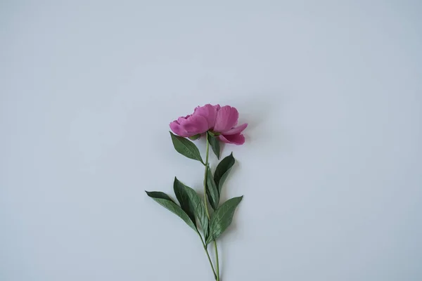 Fiore Peonia Rosa Sfondo Blu Neutro — Foto Stock