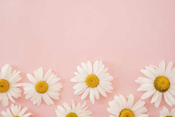 Chamomile Flowers Neutral Pink Background — Stock fotografie