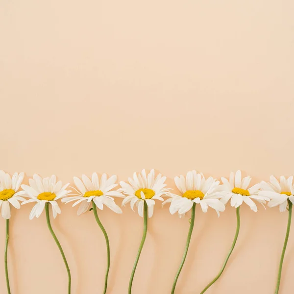 Beautiful Chamomile Flowers Neutral Peach Background Copy Space — стоковое фото