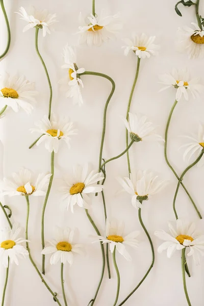 Χαμομήλι Λουλούδια Μοτίβο Λευκό Φόντο Άνω Όψη — Φωτογραφία Αρχείου