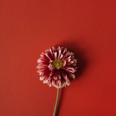 Kırmızı arka planda zarif kırmızı yıldız çiçeği. Düz, üst görünüm narin minimalist çiçek kompozisyonu