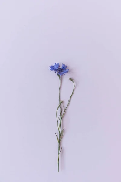 Blue Cornflower White Background Minimalist Flat Lay Top View Flowers — Stockfoto
