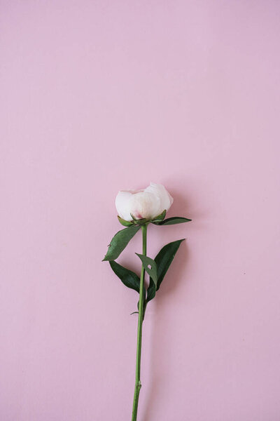 White peony flower on pink background